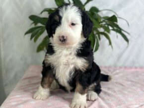 Photo of Izzabella