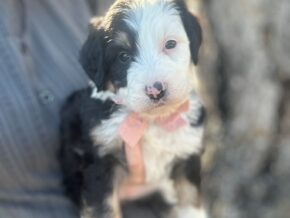 Photo of Izzabella