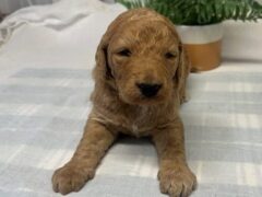 Photo2 for Makintosh