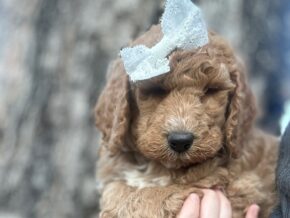 Photo of Marcey