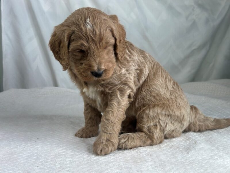 Marshal, a F1b Goldendoodle puppy at Blessed Hope Kennels in Kentucky.