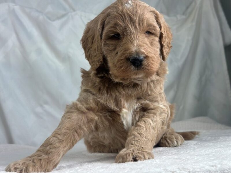 Marshal, a F1b Goldendoodle puppy at Blessed Hope Kennels in Kentucky.