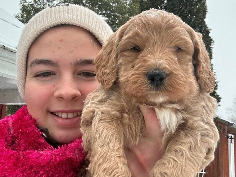 Marshal, a F1b Goldendoodle puppy at Blessed Hope Kennels in Kentucky.