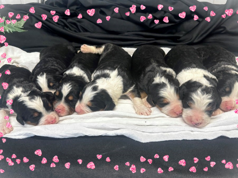 0126-Captain-Indy (Cynthia) F1 Bernedoodle image