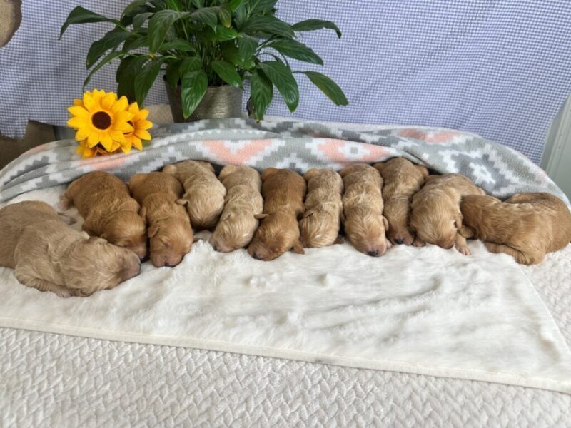 Captain-Winifred F1 Goldendoodle image