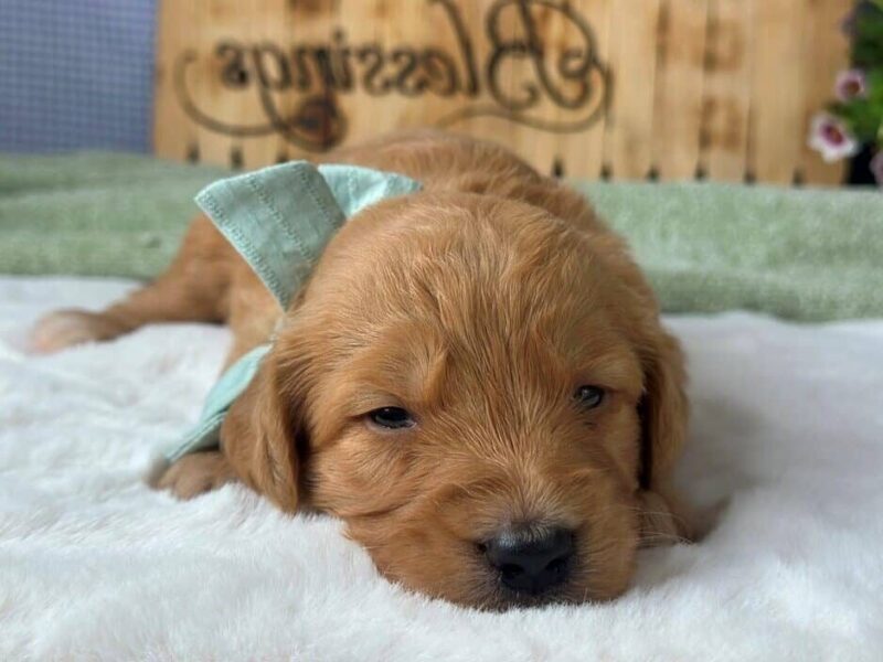 Watson, a apricot F1 Goldendoodle puppy in Kentucky.