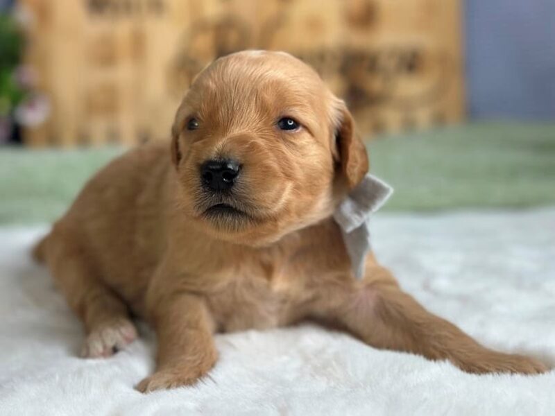 Wendell image