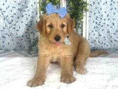 Photo2 for Wendell