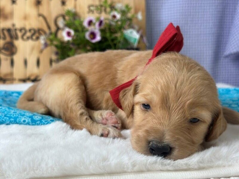Wilder, a brown & cream F1 Goldendoodle puppy in Kentucky.