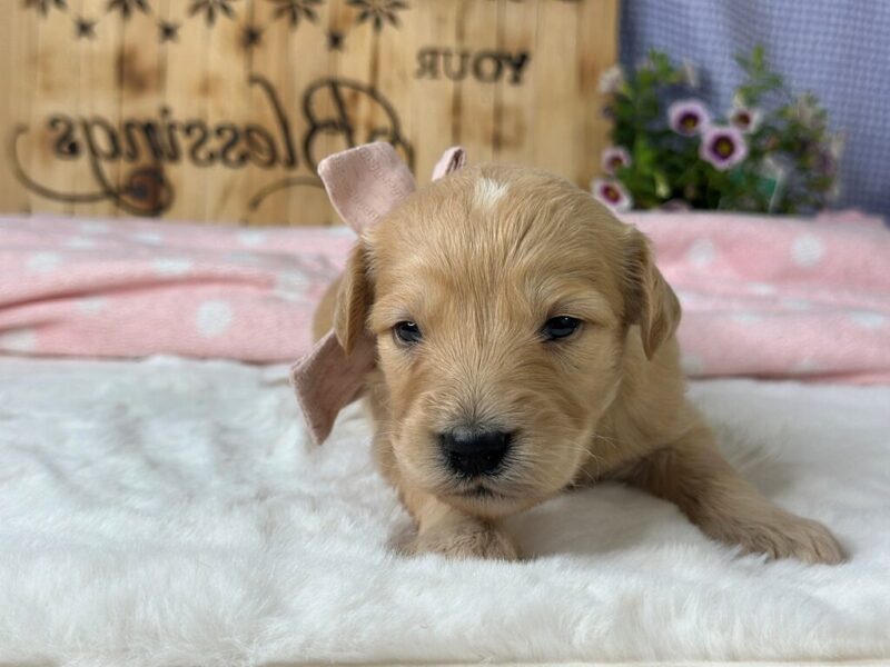 Wilhelma, a brown F1 Goldendoodle puppy in Kentucky.