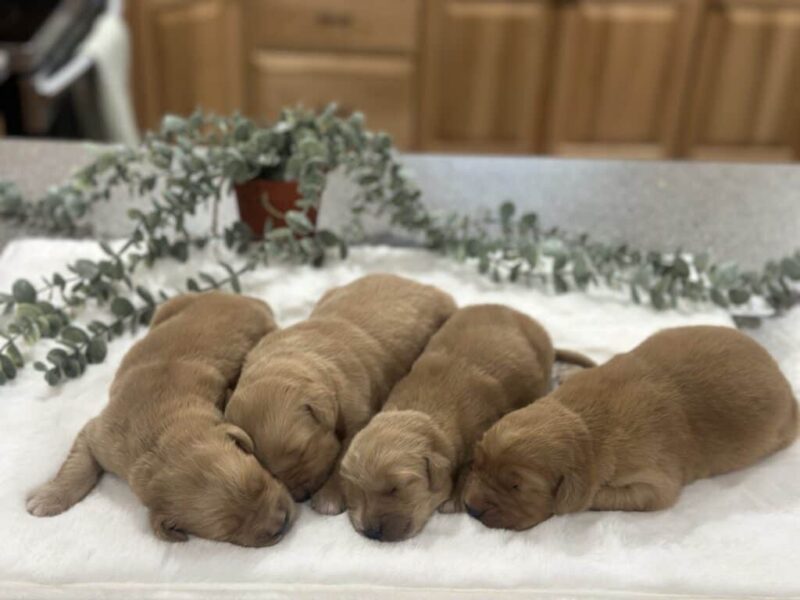 Golden Run Chevy-Katie Golden Retriever image