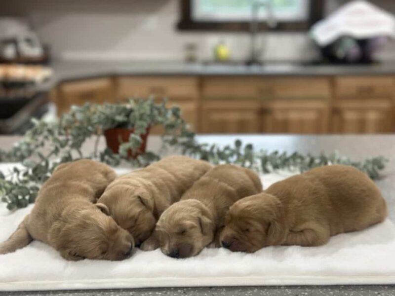 Golden Run Chevy-Katie Golden Retriever image