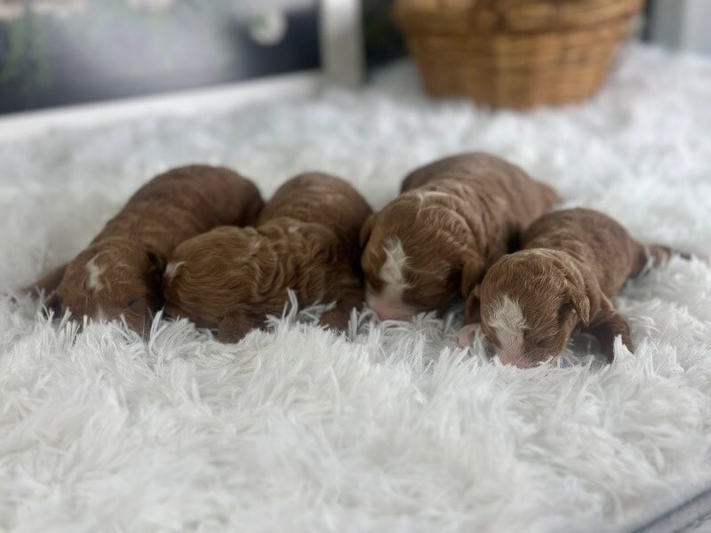 Happy Tails Turbo-Renee Mini Goldendoodle image