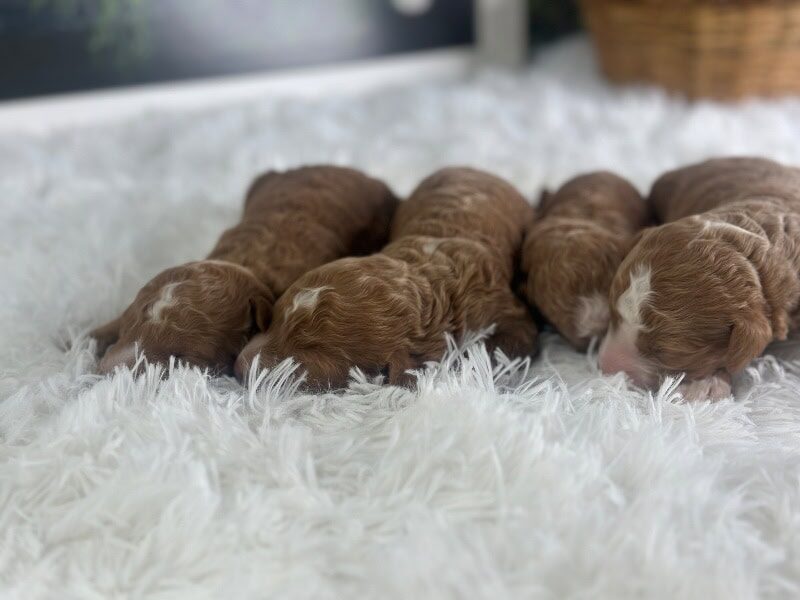 Happy Tails Turbo-Renee Mini Goldendoodle image