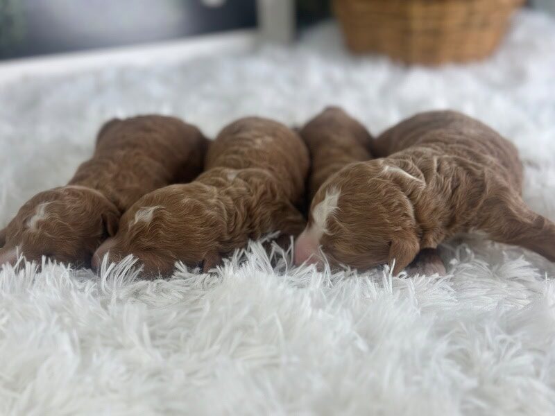 Happy Tails Turbo-Renee Mini Goldendoodle image