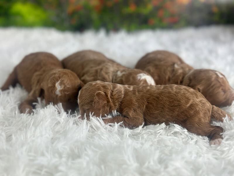 Happy Tails Turbo-Renee Mini Goldendoodle image