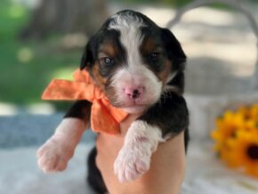 Photo of Laker