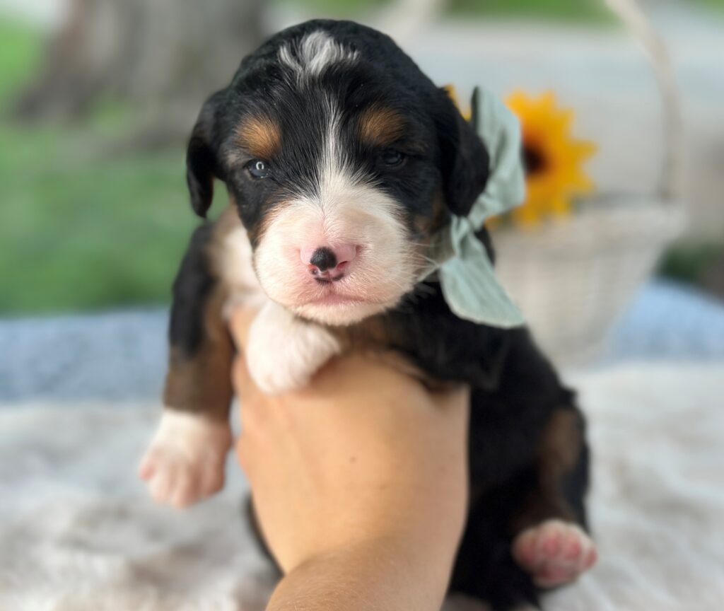 Lennox