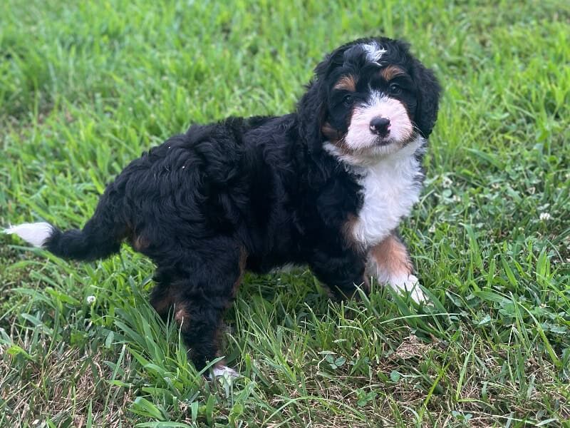 Lillie image