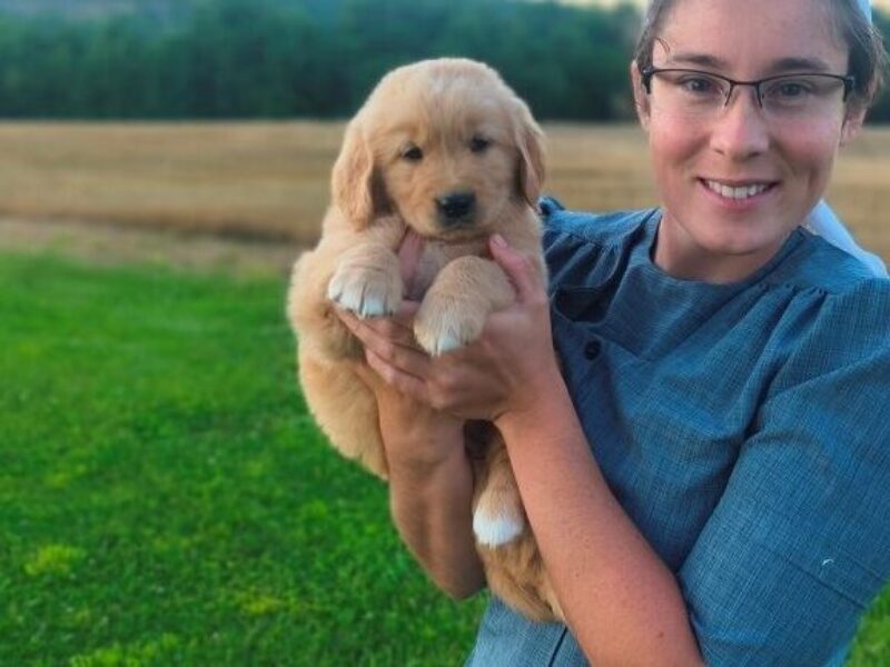 Kisha, a brown Golden Retriever puppy in Kentucky.