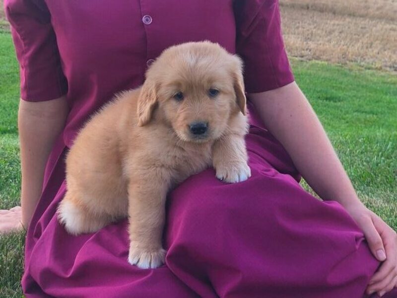 Kisha, a brown Golden Retriever puppy in Kentucky.