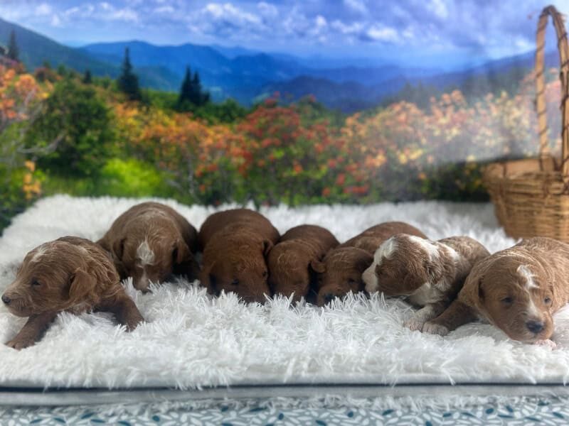 Happy Tails Turbo-Rosie Mini Goldendoodle image