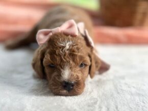 Photo of Roseann