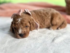 Photo of Roseann