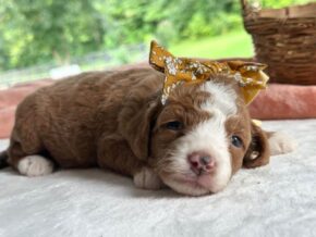 Photo of Rorie
