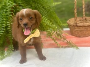 Photo of Roxie