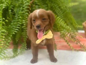 Photo of Roxie