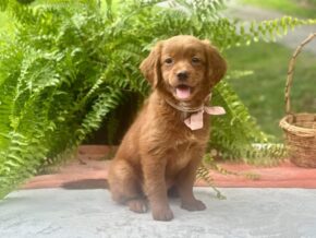 Photo of Roberta