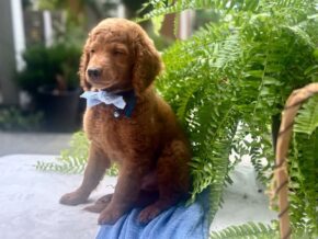 Photo of Rafael