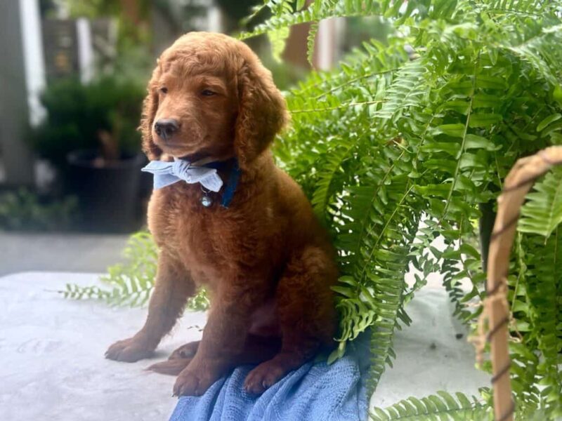 Rafael image