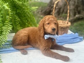 Photo of Rafael
