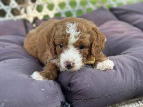 Photo of Rorie