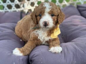 Photo of Rorie