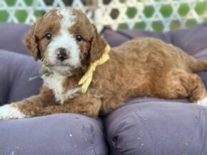 Photo of Rorie