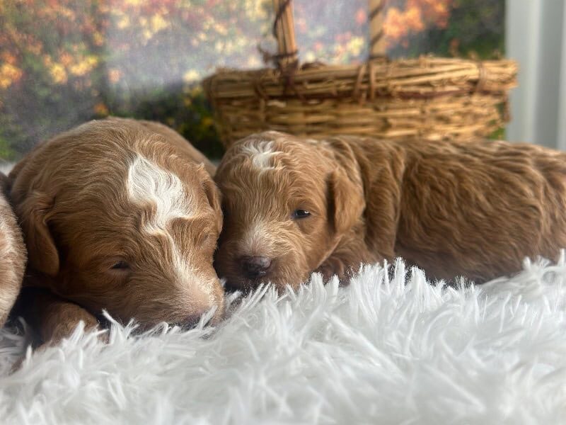 Happy Tails Turbo-Rosie Mini Goldendoodle image