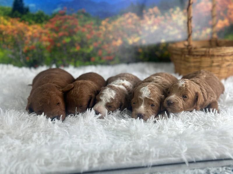 Happy Tails Turbo-Rosie Mini Goldendoodle image