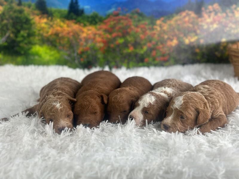 Happy Tails Turbo-Rosie Mini Goldendoodle image
