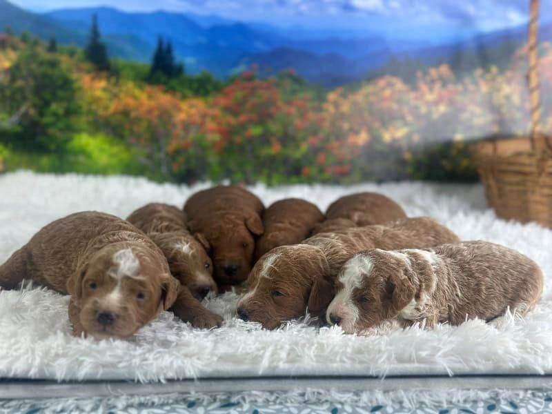 Happy Tails Turbo-Rosie Mini Goldendoodle image