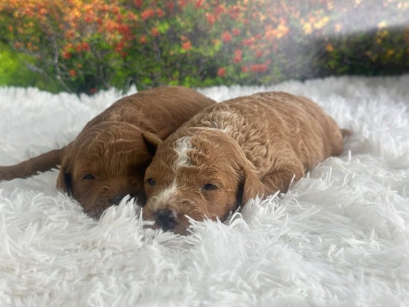 Happy Tails Turbo-Rosie Mini Goldendoodle image