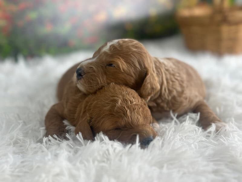 Happy Tails Turbo-Rosie Mini Goldendoodle image