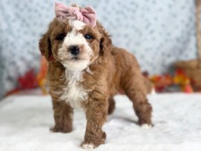 Photo of Raichel