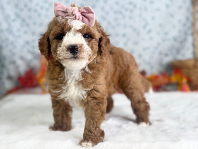Raichel, a Mini Goldendoodle puppy at Blessed Hope Kennels in Kentucky.