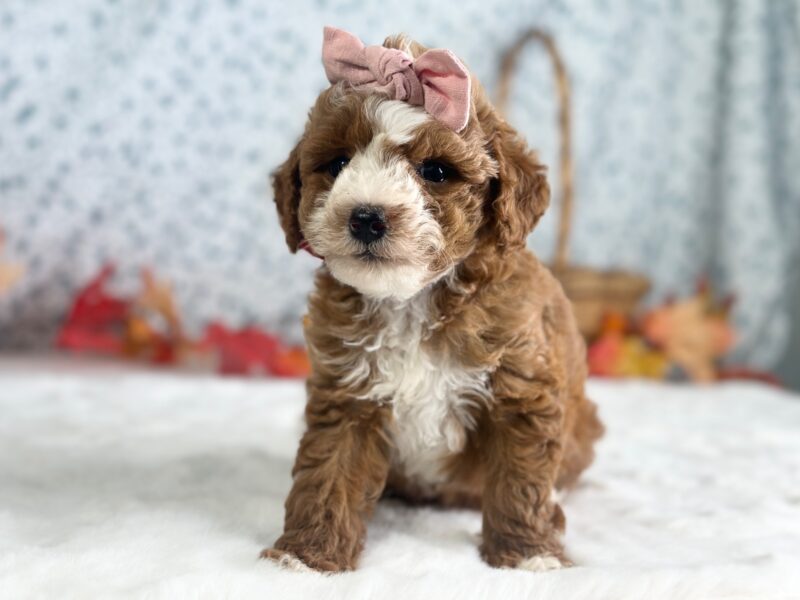 Raichel, a Mini Goldendoodle puppy at Blessed Hope Kennels in Kentucky.