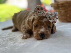 Photo3 for Rain Bow
