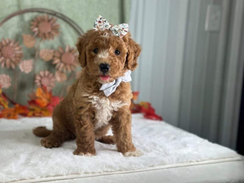 Rain Bow, a Mini Goldendoodle puppy at Blessed Hope Kennels in Kentucky.