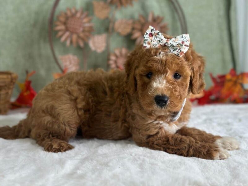 Rain Bow, a Mini Goldendoodle puppy at Blessed Hope Kennels in Kentucky.